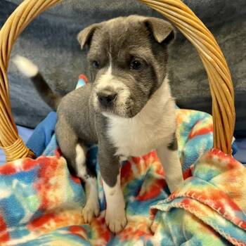 Pebbles -  Shar Pei and Shiba Inu Dog for Adoption in Lacon, Illinois - Pebbles | PetCurious