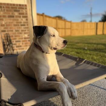 Lexi (FKA Princess) -  Catahoula Leopard Dog and Great Pyrenees Dog for Adoption in New Orleans, Louisiana - Lexi (FKA Princess) | PetCurious