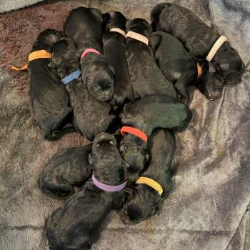 German Shepherd Dog Dogs Available for Adoption - Woody (Brown 7) | PetCurious