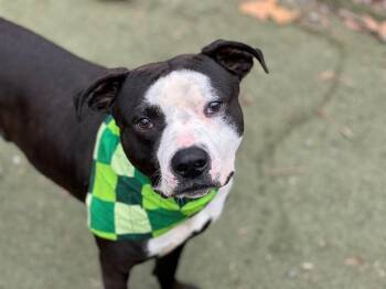 Pit Bull Terrier Dogs Available for Adoption - ANDY | PetCurious