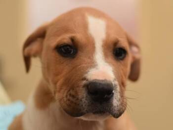 Kailua -  Pit Bull Terrier Dog for Adoption in Portland, Oregon - Kailua | PetCurious