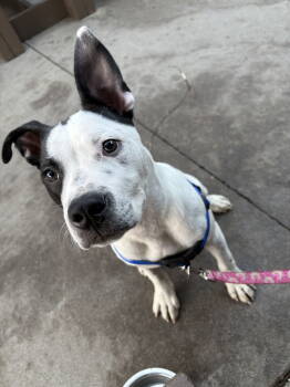 Rescue Mixed Breed Dogs for Adoption in Mount Pleasant, South Carolina - Ranger | PetCurious