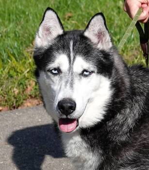 Rescue Siberian Husky Dogs for Adoption in Millfield, Ohio - Slash | PetCurious
