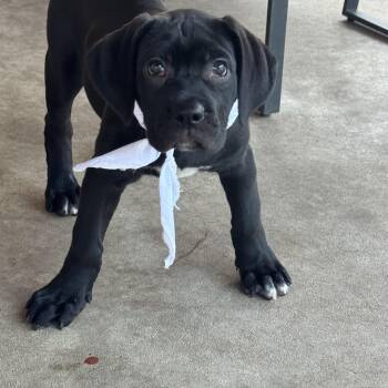 Cane Corso Dogs Available for Adoption in San Antonio, Texas - Shell | PetCurious