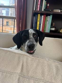 Spot -  English Pointer and Hound Dog for Adoption in New York, New York - Spot | PetCurious