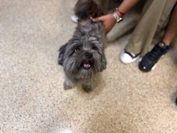 DRAVEN -  Shih Tzu Dog for Adoption in Doral, Florida - DRAVEN | PetCurious