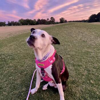 Rhianne -  Labrador Retriever and Pit Bull Terrier Dog for Adoption in Hillsborough, North Carolina - Rhianne | PetCurious
