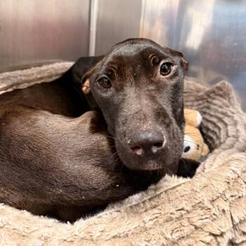 Maxine -  Mixed Breed and Chocolate Labrador Retriever Dog for Adoption in West Palm Beach, Florida - Maxine | PetCurious