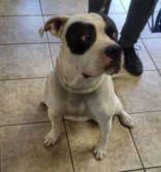 Pit Bull Terrier Dogs Available for Adoption in Canon City, Colorado - Zeus | PetCurious