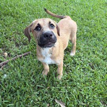 Border Terrier and Black Mouth Cur Dogs Available for Adoption in Alexandria, Louisiana - Nella (Nutella) | PetCurious