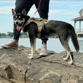 Bart -  Husky Dog for Adoption in Charlotte, North Carolina - Bart | PetCurious