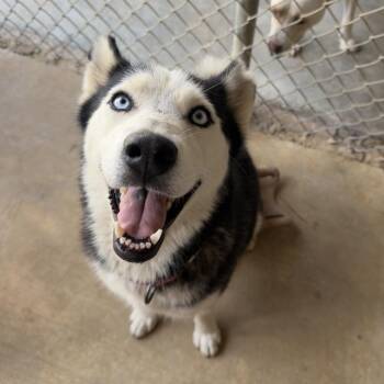 Taiji -  Husky Dog for Adoption in Birmingham, Alabama - Taiji | PetCurious