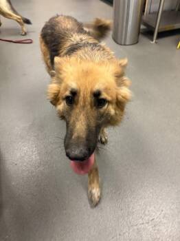 German Shepherd Dog Dogs Available for Adoption - KANGA | PetCurious