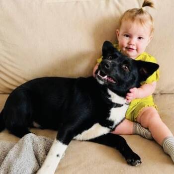 Howie -  Border Collie and Mixed Breed Dog for Adoption in Georgetown, Texas - Howie | PetCurious