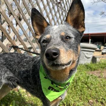 Australian Cattle Dog Blue Heeler Dogs Available for Adoption in Manchester, New Hampshire - Bluey In NH! Come Meet Our Adoptable Dogs Wed-Sat, More Info In  | PetCurious