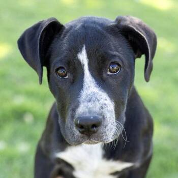 Pit Bull Terrier and Australian Cattle Dog Blue Heeler Dogs Available for Adoption in Dublin, California - Farrah | PetCurious