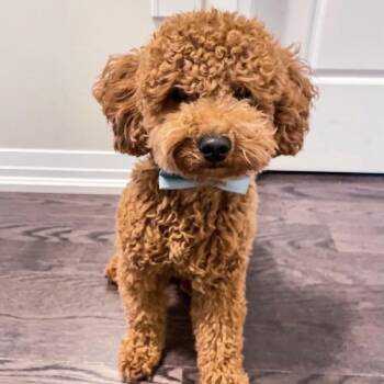 Teddy -  Miniature Poodle Dog Available for Adoption in Austell, Georgia - Teddy | PetCurious