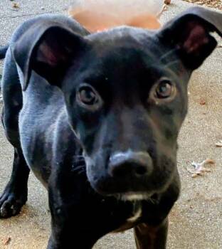 COLT -  Black Labrador Retriever Dog for Adoption in Edgecliff Village, Texas - COLT | PetCurious