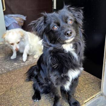 Papillon and Chihuahua Dogs Available for Adoption - Mork | PetCurious