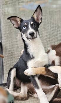 Rescue Australian Shepherd and Labrador Retriever Dogs for Adoption in Nokomis, Florida - Heaven | PetCurious