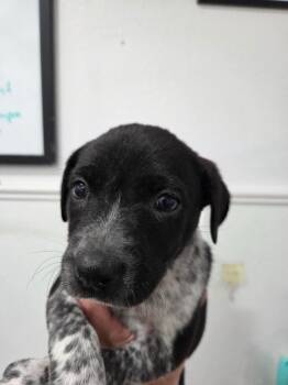 Manchester Terrier Dogs Available for Adoption in Brookings, Oregon - Mady | PetCurious