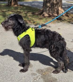 Inky DD -  Schnauzer and Standard Poodle Dog for Adoption in Columbia, Tennessee - Inky DD | PetCurious
