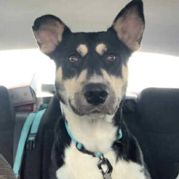 Rescue German Shepherd Dog and Mixed Breed Dogs for Adoption in Tupelo, Mississippi - Jupiter | PetCurious