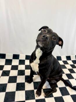Mixed Breed Dogs Available for Adoption in Muskegon, Michigan - Donny | PetCurious
