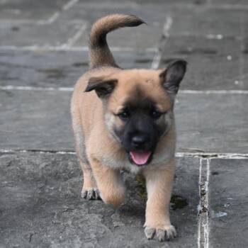 Bagel -  German Shepherd Dog and Pomeranian Dog for Adoption in Potomac, Maryland - Bagel | PetCurious