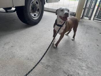 KIWI -  Pit Bull Terrier and Mixed Breed Dog for Adoption in Texas City, Texas - KIWI | PetCurious