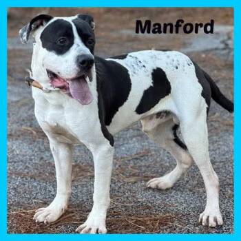 Mixed Breed Dogs Available for Adoption - Manfred Handsome Fella | PetCurious