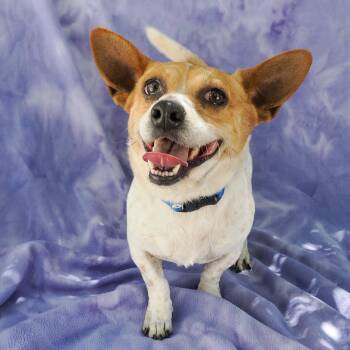 LINK -  Jack Russell Terrier and Mixed Breed Dog for Adoption in Richmond, California - LINK | PetCurious