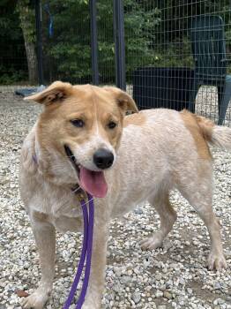Rescue Australian Cattle Dog Blue Heeler Dogs for Adoption in Warren, Maine - Maile - NJ | PetCurious