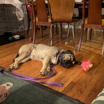 Tangerine -  Anatolian Shepherd and Shepherd Dog for Adoption in Chicago, Illinois - Tangerine | PetCurious