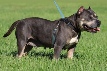 Rescue American Staffordshire Terrier Dogs for Adoption in North Fort Myers, Florida - May ( Medical Hold HWT) | PetCurious