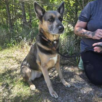 German Shepherd Dog Dogs Available for Adoption in Foley, Alabama - Gia | PetCurious