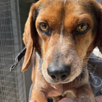 Bear -  Beagle Dog for Adoption in Belleville, Illinois - Bear | PetCurious