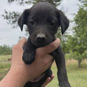 Australian Cattle Dog Blue Heeler and Shepherd Dogs Available for Adoption in Phoenix, Maryland - Ember | PetCurious