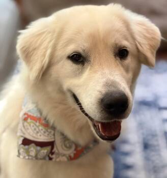 Lucy Lulu -  Great Pyrenees Dog for Adoption in Milton, Georgia - Lucy Lulu | PetCurious
