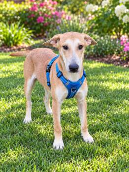 Dante -  Labrador Retriever Dog for Adoption in Tomball, Texas - Dante | PetCurious
