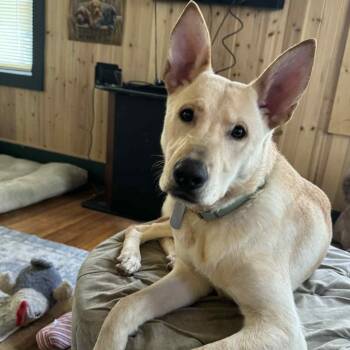 German Shepherd Dog Dogs Available for Adoption - Cash | PetCurious