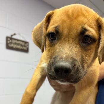 Mixed Breed Dogs Available for Adoption in Middleburg, Florida - Dapple 28516 | PetCurious