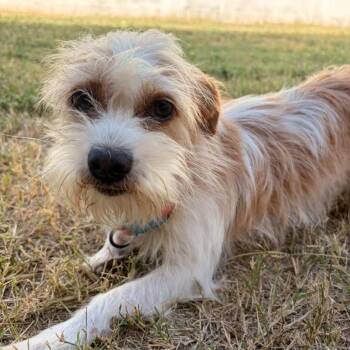 Wera -  Shih Tzu and Mixed Breed Dog for Adoption in Laredo, Texas - Wera | PetCurious