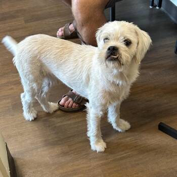 Sir Edward -  Terrier and Mixed Breed Dog for Adoption in League City, Texas - Sir Edward | PetCurious