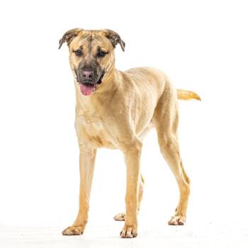 German Shepherd Dog and Golden Retriever Dogs Available for Adoption - Sargent | PetCurious