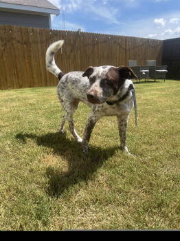 Rescue Australian Cattle Dog Blue Heeler Dogs for Adoption in Dallas, Texas - Bella Marie (New Digs) | PetCurious