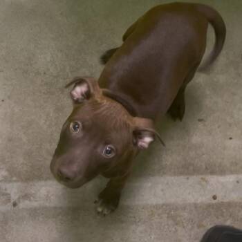 Cocoa Puff -  Pit Bull Terrier and Labrador Retriever Dog Available for Adoption in Spokane, Washington - Cocoa Puff | PetCurious