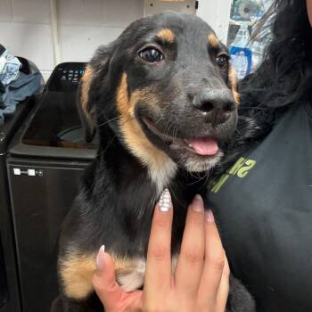 Polly -  Hound and Shepherd Dog for Adoption in Evensville, Tennessee - Polly | PetCurious