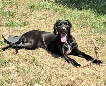 Hound Dogs Available for Adoption in Manchester, Connecticut - Blanche | PetCurious