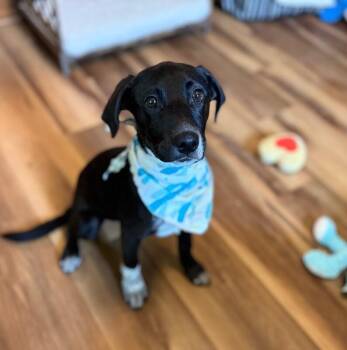 Labrador Retriever and Australian Cattle Dog Blue Heeler Dogs Available for Adoption in Friendswood, Texas - Ducky Best Friends | PetCurious